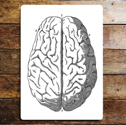 Brain Human Body Parts | Metal Sign Plaque