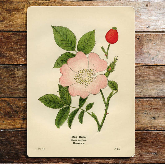 Flower Dog Rose Pink Leaves Stem Buds | Metal Sign Plaque