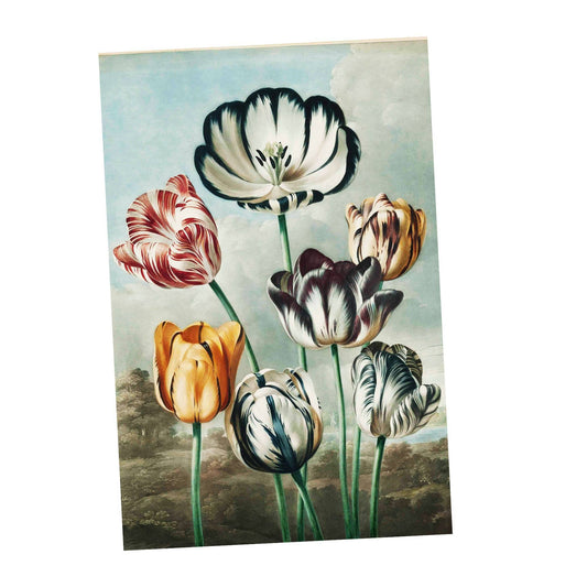 Tulips Vintage Botanical Plants | Metal Sign