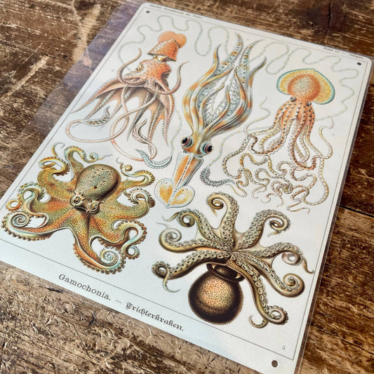 Ernst Haeckel Octopus | Metal Wall Sign Plaque