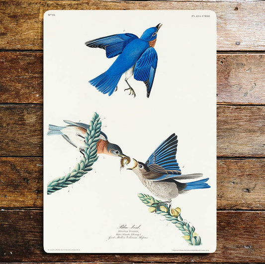 Blue Birds Sharing Food Tree Branch | Metal Sign Plaque