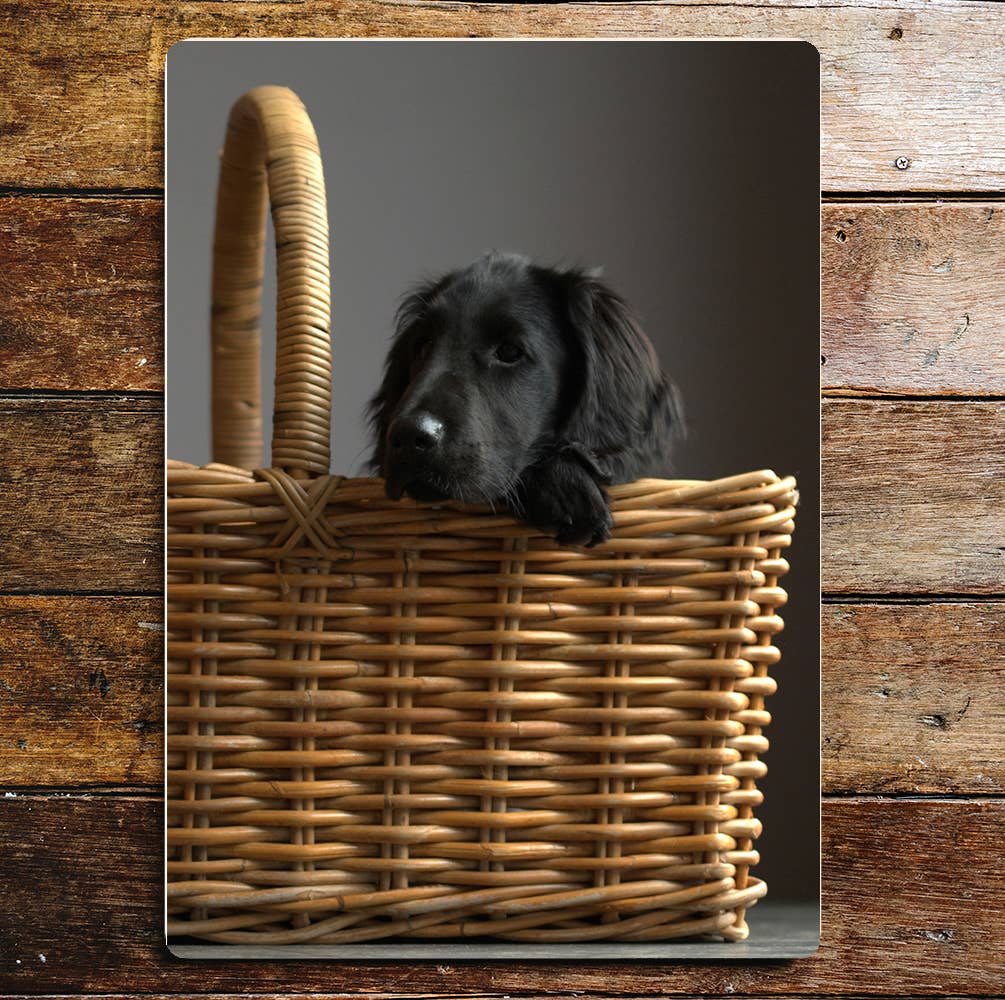 Cute Black Puppy In Shopping Basket | Metal Sign plaque